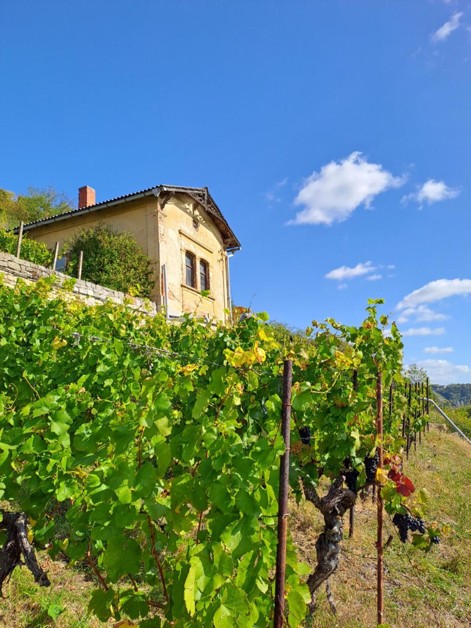 Ferienhaus Und Strausswirtschaft Im Weinberg Freyburg Exterior foto